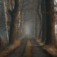 custom wallpaper with fog-shrouded woodland trees and a little alley