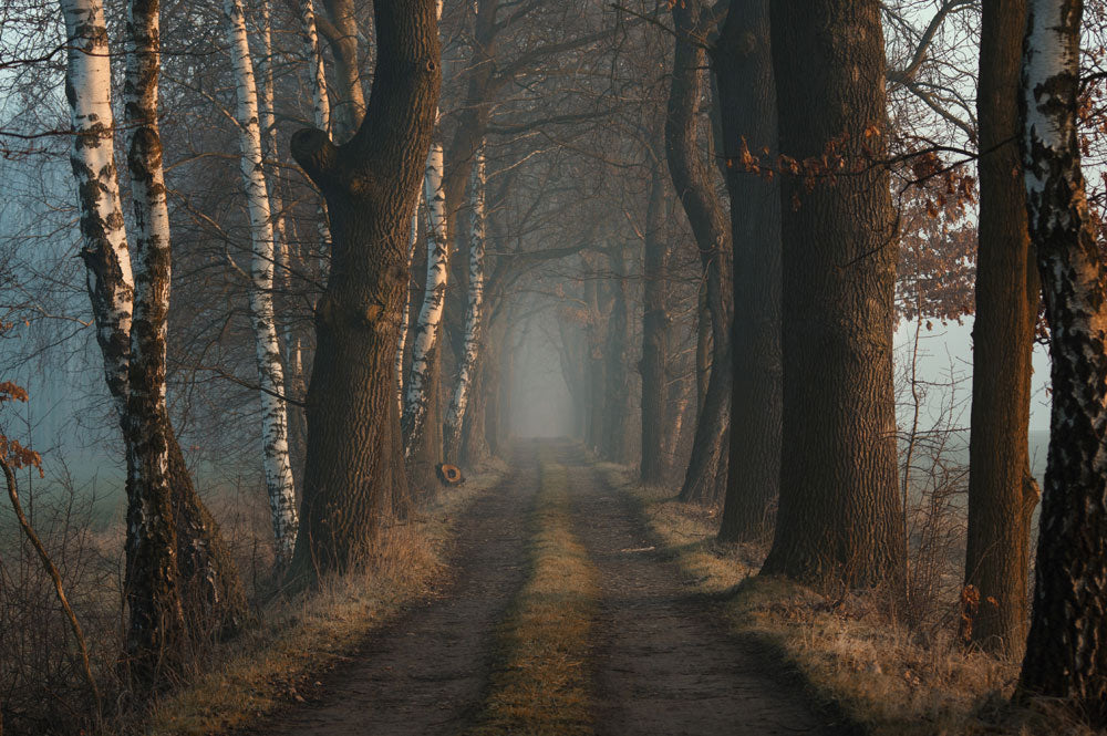 custom wallpaper with fog-shrouded woodland trees and a little alley