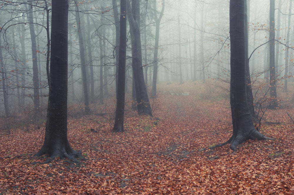 misty fog and tree leaves wallpaper decoration art