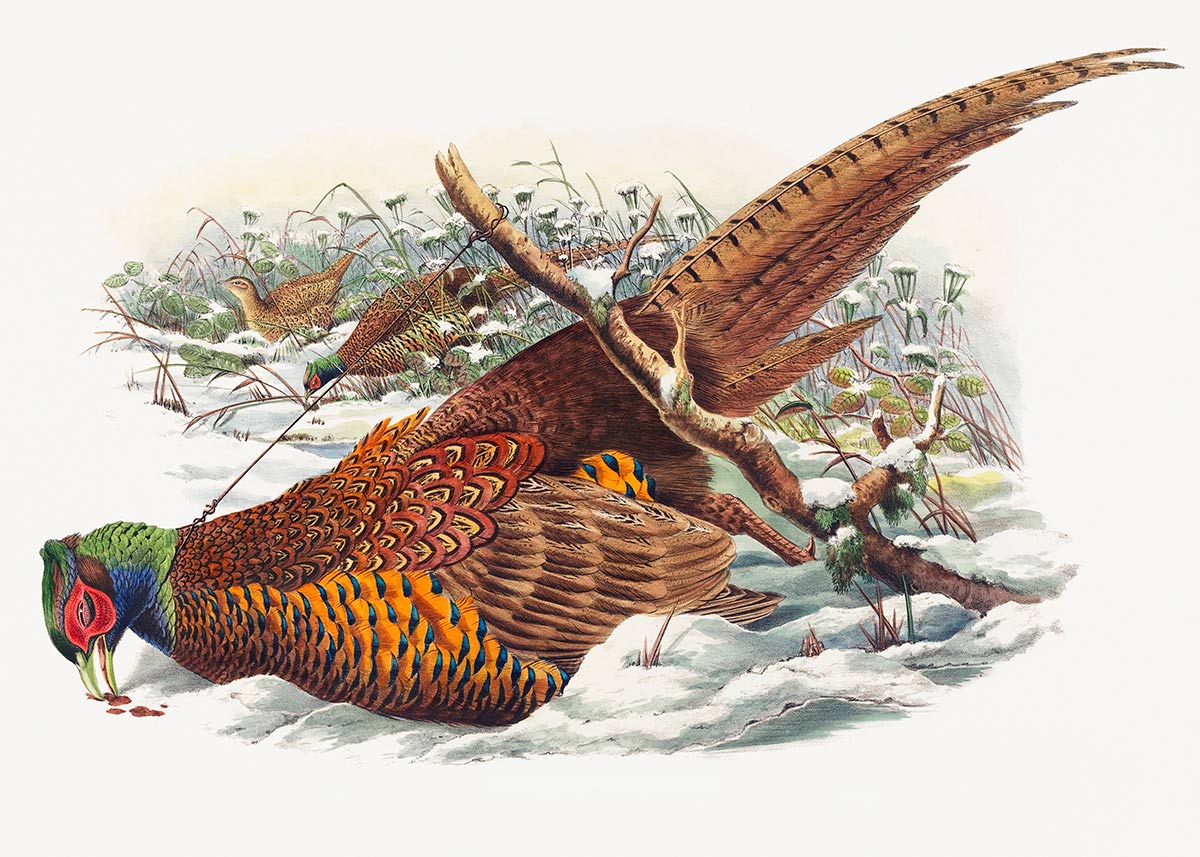 Illustrazione Naturale di Fagiano Vintage Carta da Parati