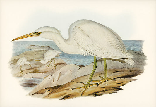 Elegant White Heron Coastal Mural Wallpaper