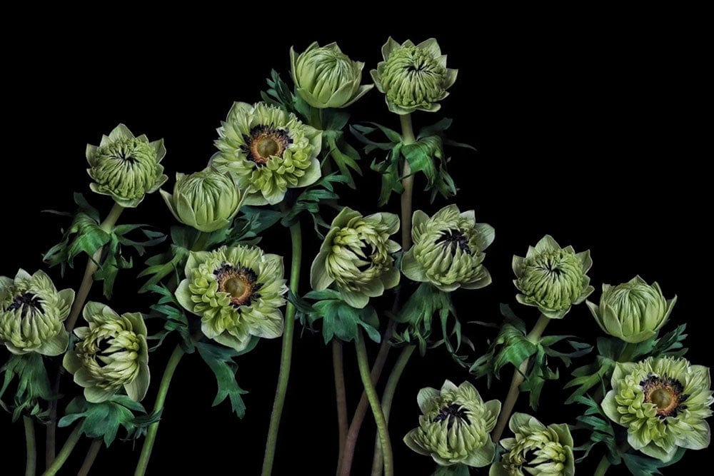 Dark Green Floral Botanical Mural Wallpaper