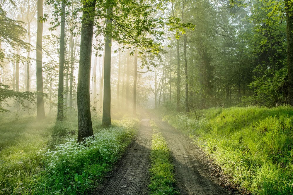 Sunlit Forest Path Nature Mural Wallpaper