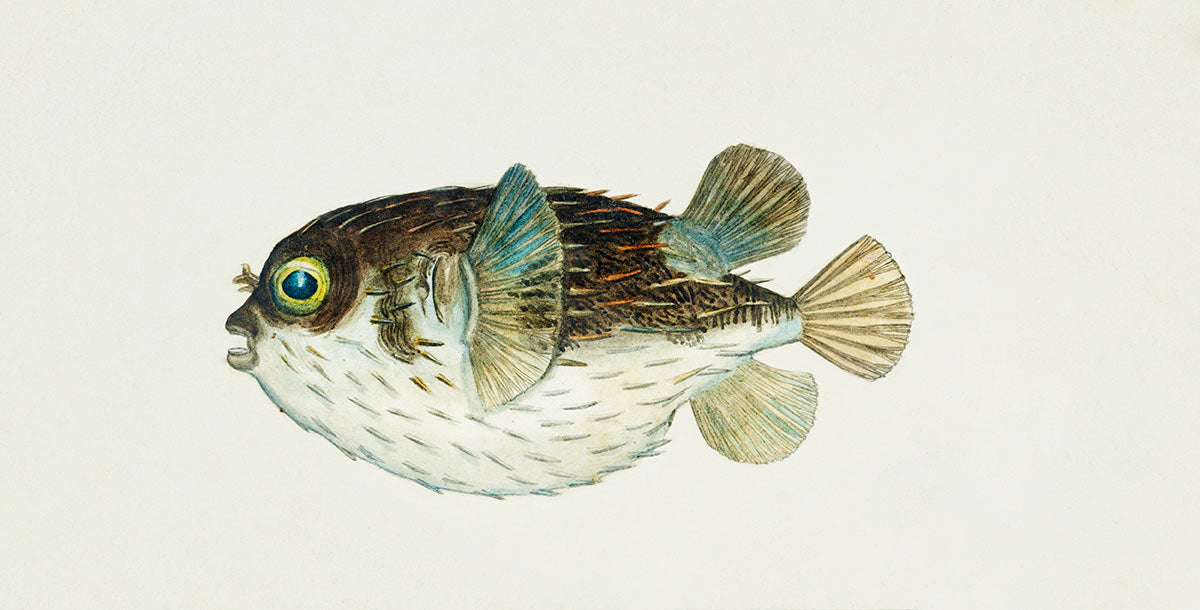 Diodon Porcupine Fish Wallpaper Decoration Art
