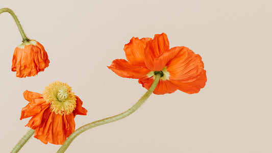 Plain Orange Wallpaper with Poppy Flowers and a Mural