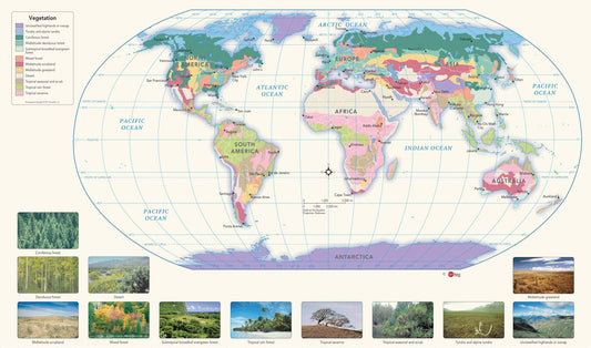 Papier Peint Panoramique Végétation