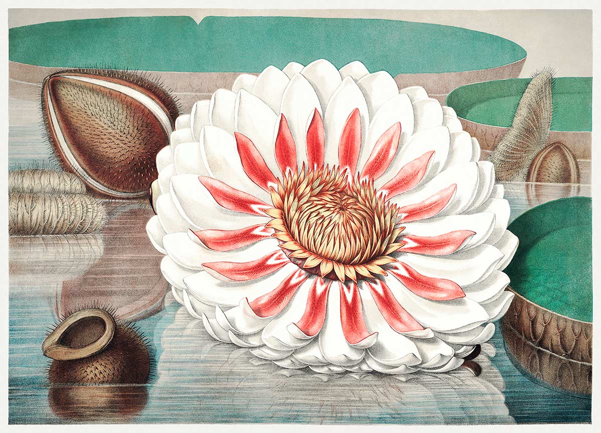 Artistic Floral Botanical Illustration Mural Wallpaper