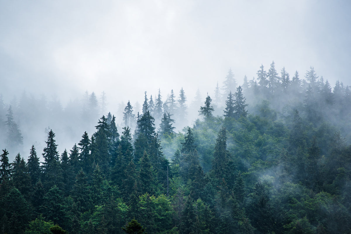 Papier Peint Panoramique Brume Forestière