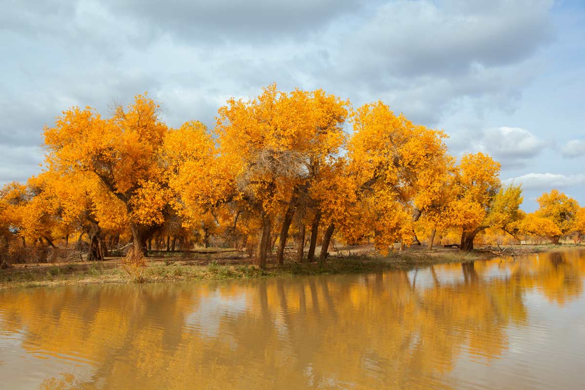 Autumnal Golden Forest River Mural Wallpaper