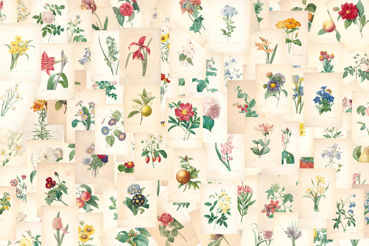 Antique Botanical Illustrations Collage Wallpaper Mural