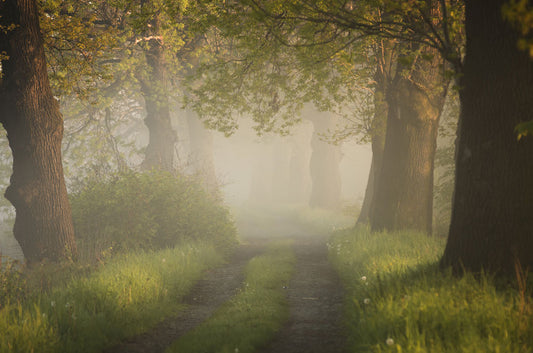 lush green trees forest jungle customized wallpaper