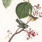 Lovely Birds Wallpaper Mural