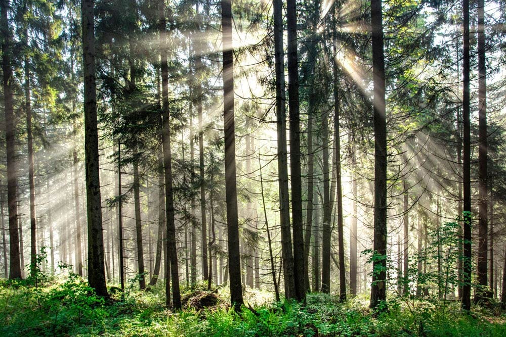 Sunlit Forest Scenery Mural Wallpaper