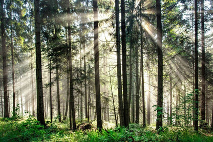 home interior design fresh woodland sunshine wall mural