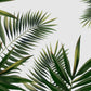dense tropical palm trees and white background wall murals wallpaper