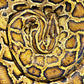 Python animal mural wallpaper depicting a sleeping python for the room