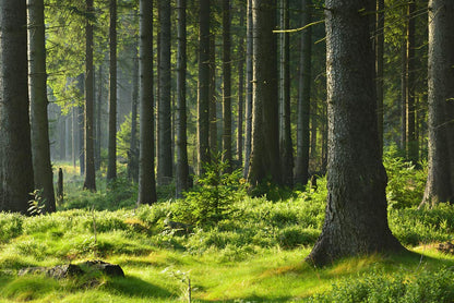 Deep In Forest Mural Wallpaper Art Design