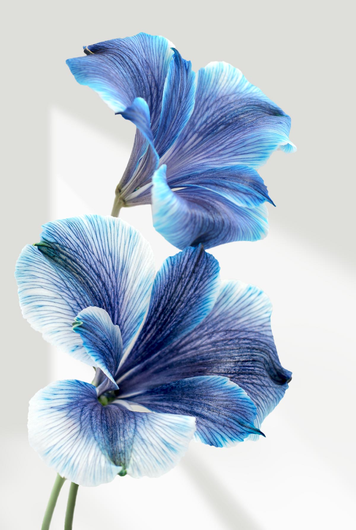 Blue Morning Glory 3D Effect Flower Wallpaper Home Decor