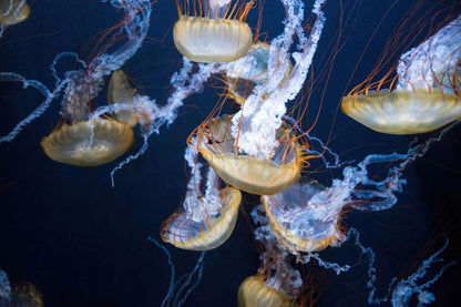 floating jellyfish wallpaper mural home interior decor idea