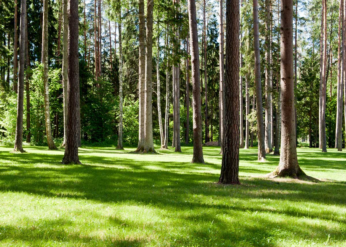Enchanted Forest Green Landscape Mural Wallpaper