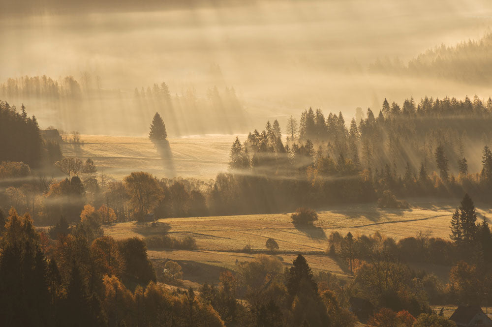 forest cloud and fog surrounded customized wallpaper