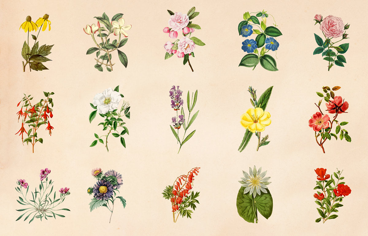 Vintage Botanical Illustration Wall Mural Wallpaper