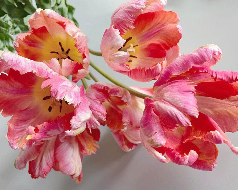 Parrot Tulips Wallpaper Mural
