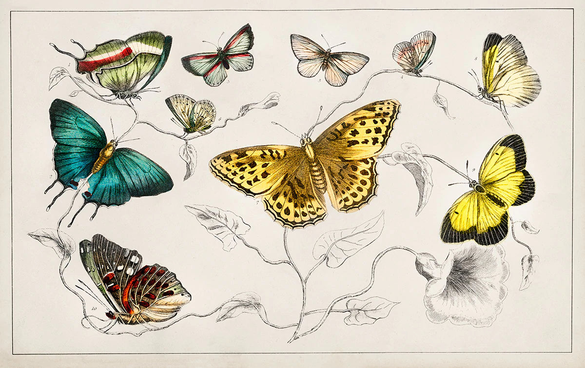 Vintage Butterfly Illustration Mural Wallpaper