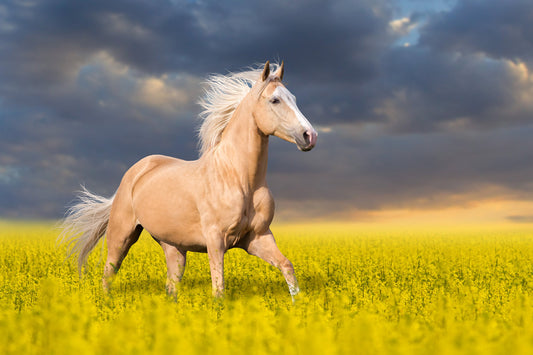 Papier Peint Panoramique Cheval Palomino