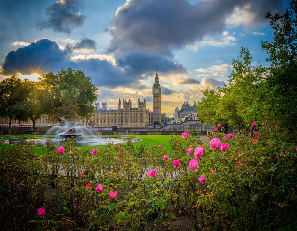 flower blossoming in a park cityscape wallpaper