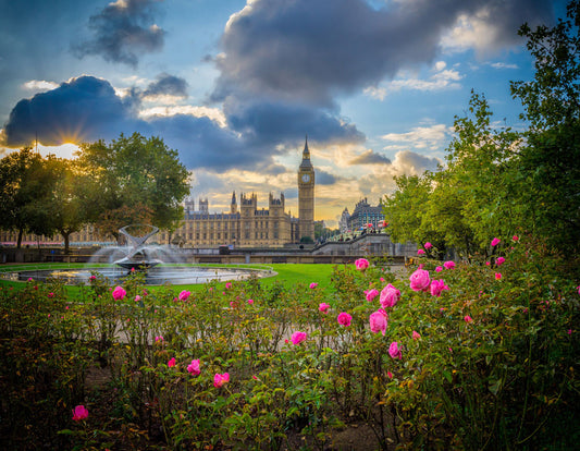 flower blossoming in a park cityscape wallpaper