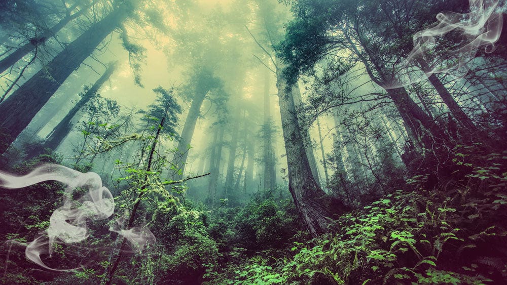 Mystical Forest Scene Wall Mural