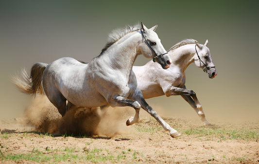 Majestic Galloping Horses Wall Mural