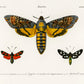 Unique Moths Pattern Wallpaper Mural Design