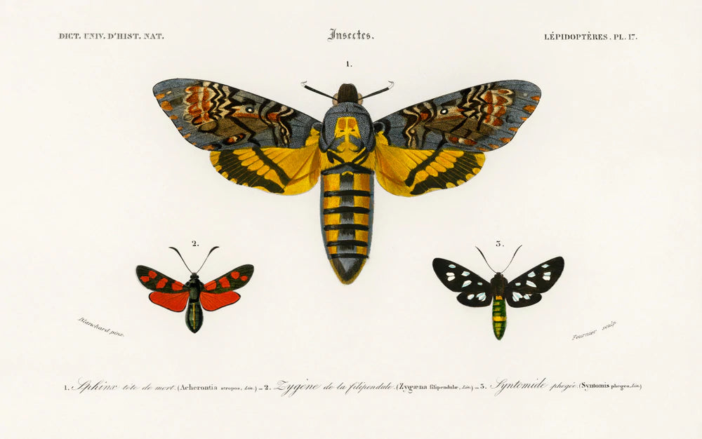 Vintage Illustrated Insect Mural Wallpaper
