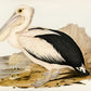 Australian Pelican Wallpaper Mural