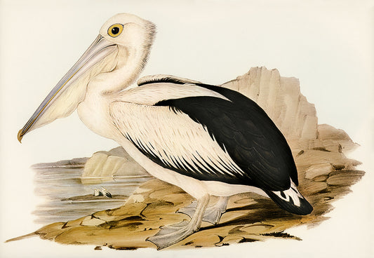 Vintage Pelican Nature Illustration Mural Wallpaper