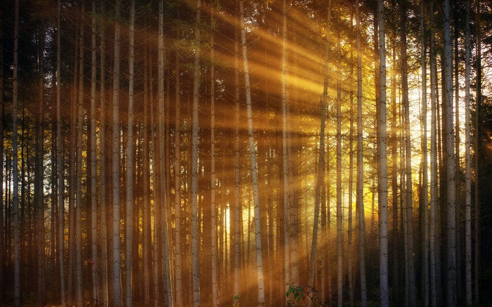 Sunlit Forest Scene Nature Mural Wallpaper