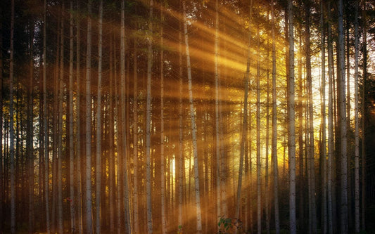 sunshine through forest home interior decoration