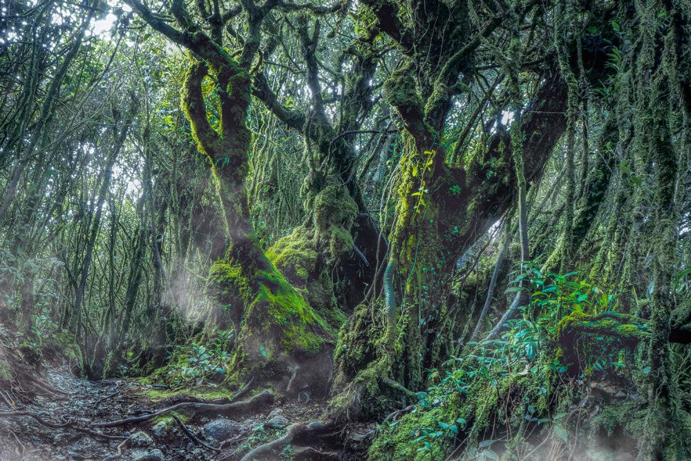 Enchanted Forest Scenic Nature Mural Wallpaper