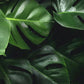 3d visual natural leaves wall mural home interior decor