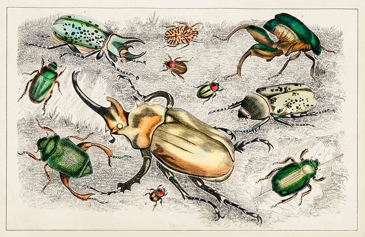 Vintage Insect Illustration Mural Wallpaper