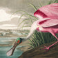 Pink Heron Wallpaper Mural