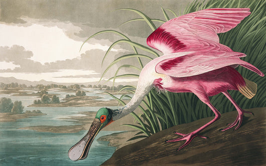 Vintage Roseate Spoonbill Bird Mural Wallpaper