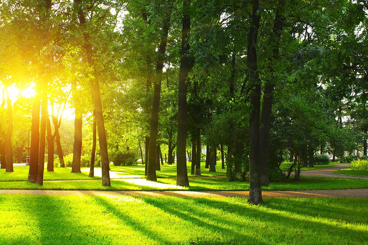 Sunlit Forest Clearing Nature Mural Wallpaper