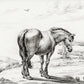 sketched Horse mural Wallpapers for wall decor