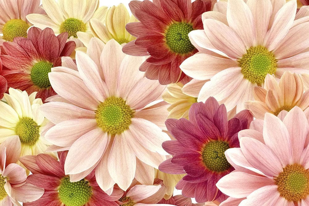 Vibrant Pink Floral Daisy Mural Wallpaper