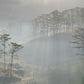 Green Forest Jungle Wallpaper Art Design