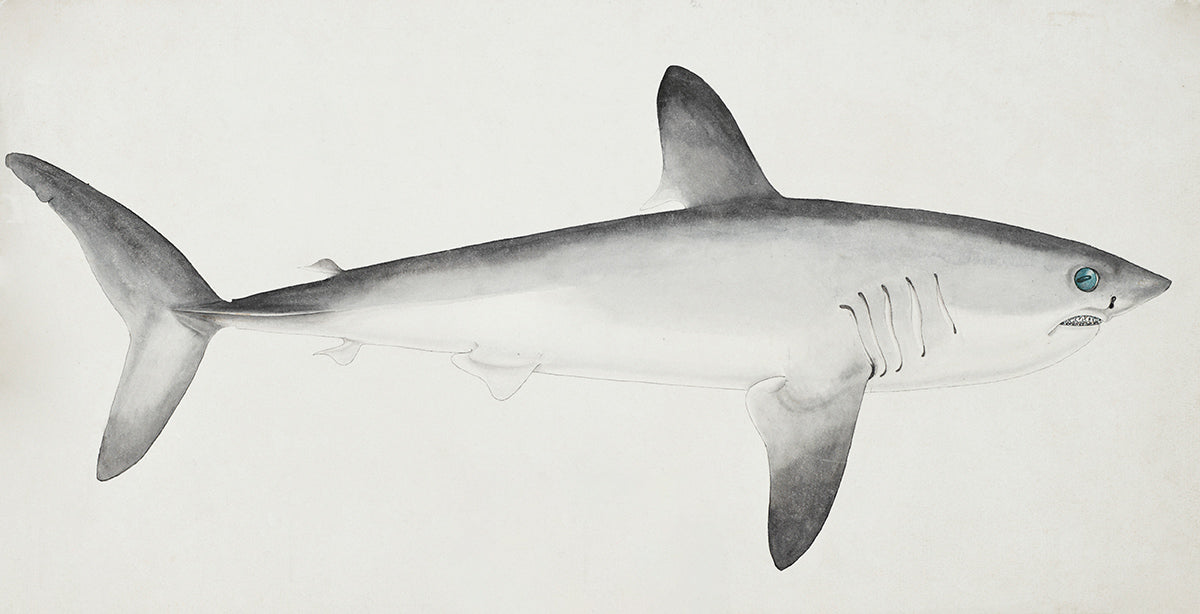 Porbeagle Shark Cute Mural Idea