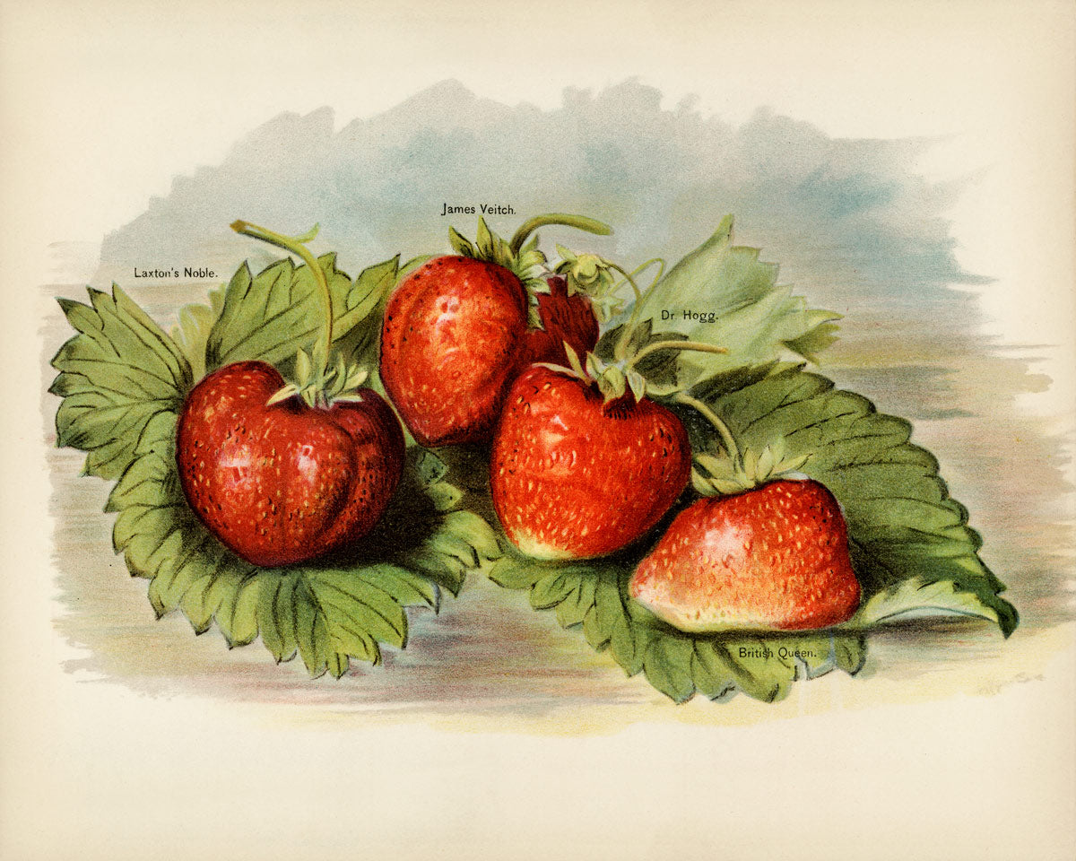 Vintage Strawberry Fruit Custom Wallpaper